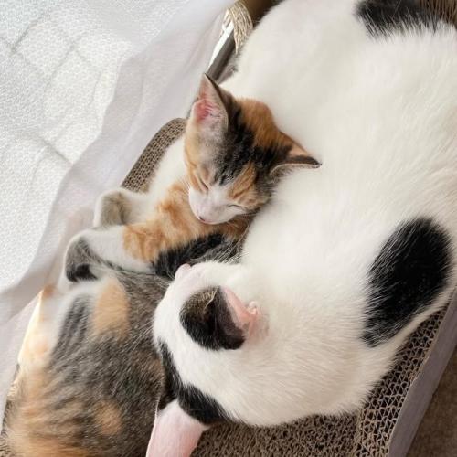 成猫と寝る子猫