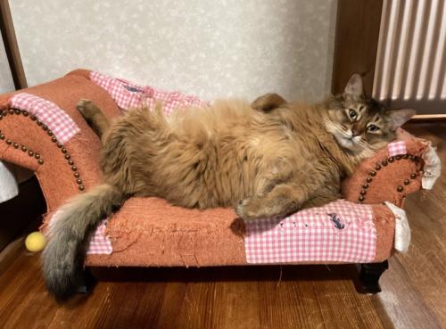 ソファでくつろぐ猫