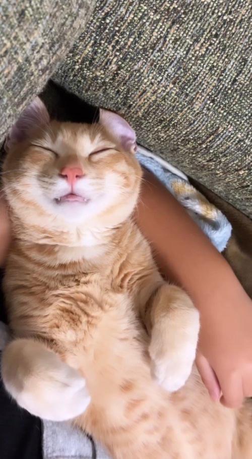 眠っている猫の寝顔