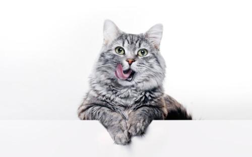 口の周りを舐めている猫