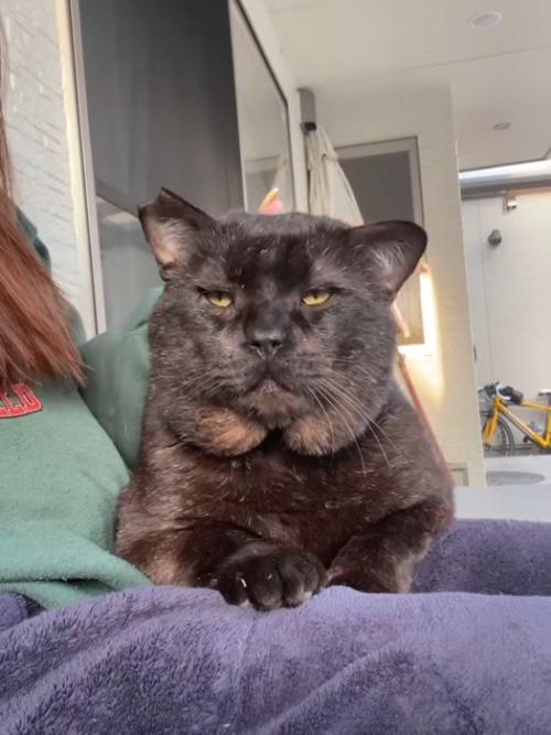 人のひざの上に乗る猫