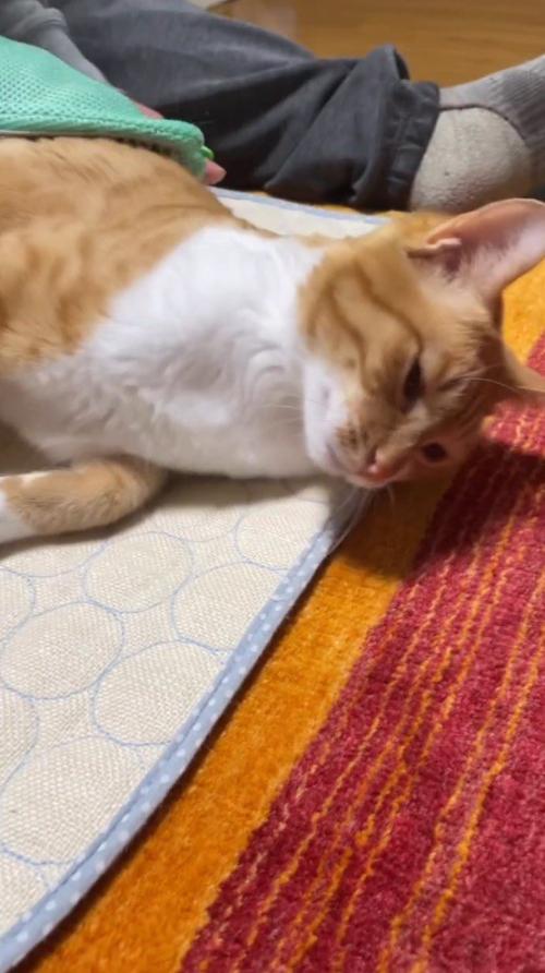 男性にグルーミングされてうっとりした表情の猫