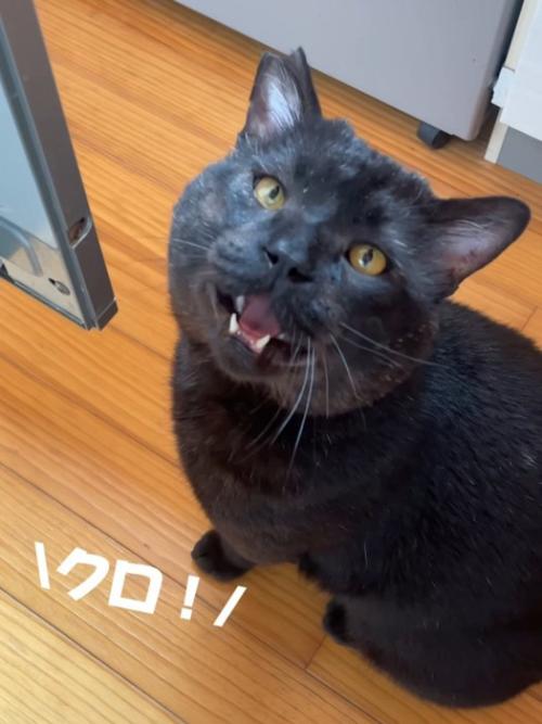 見上げる猫