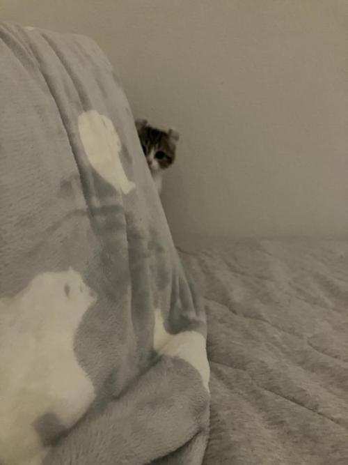 枕の陰から覗く猫
