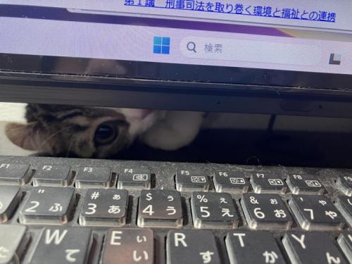 モニターの下から覗く猫