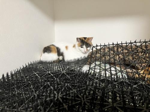 トゲトゲマットに座る三毛猫
