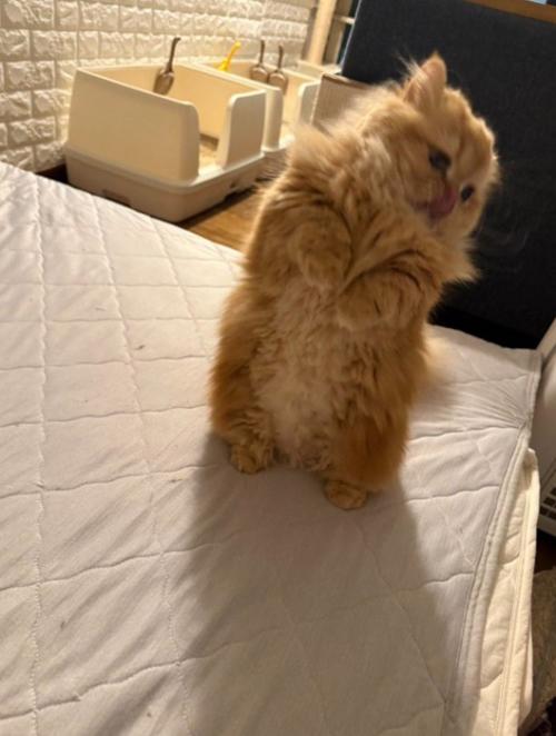立ち上がり舌を出す猫