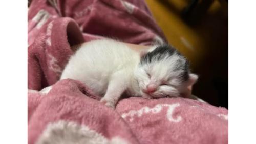 室内にいる猫