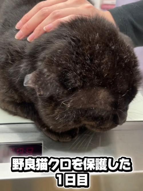 診察台の上の黒猫