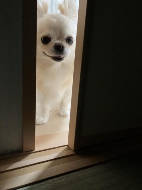 ドアの隙間から覗く犬