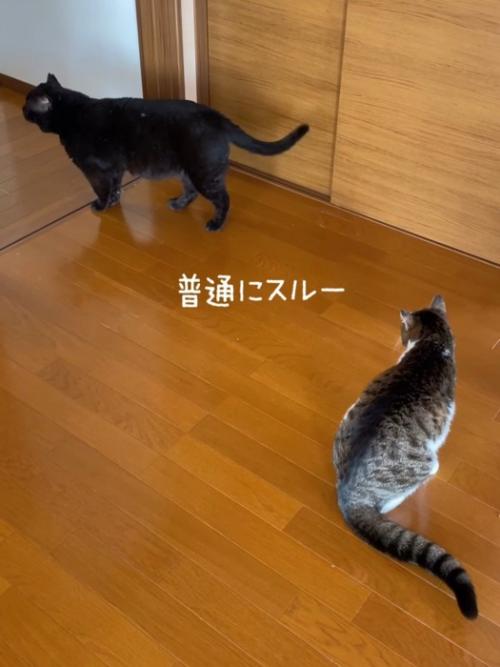 歩いていく黒猫