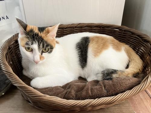 猫ベッドでくつろぐ三毛猫