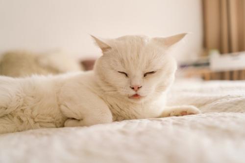 よだれを垂らして眠る猫