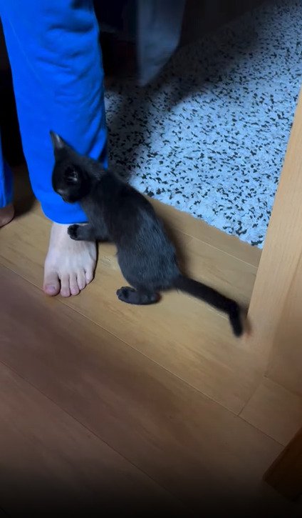 足にしがみつく子猫