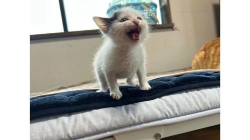 室内にいる猫