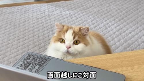 画面越しにご対面