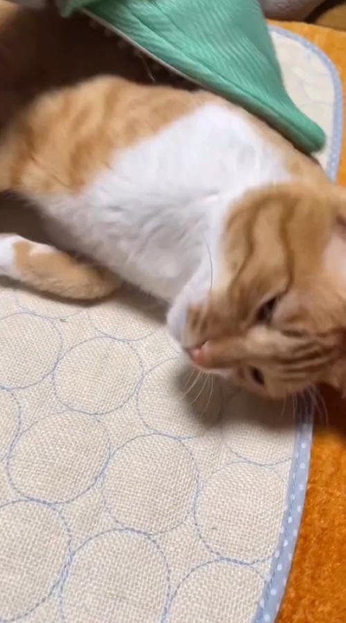 男性にグルーミングされて目を細める猫