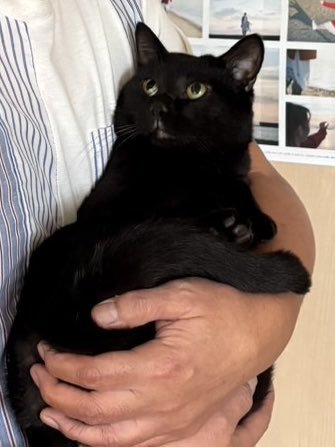 抱っこされる猫
