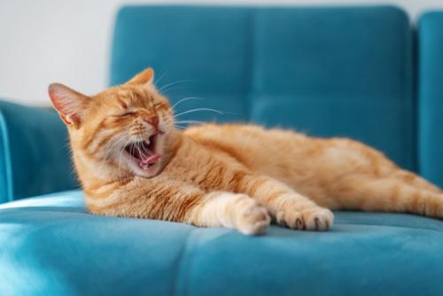 ソファに寝転んで口を開けている猫