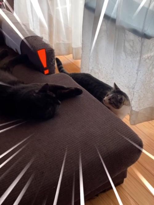 見つめ合う2匹の猫
