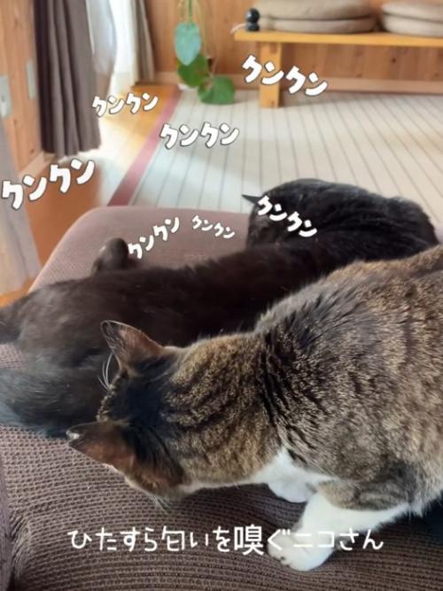 黒猫のにおいを嗅ぐキジ白猫