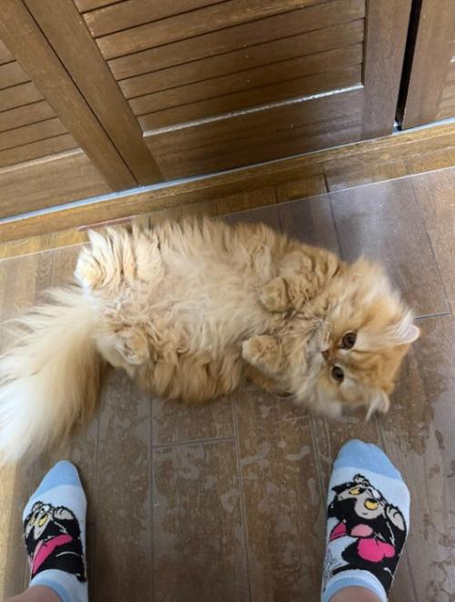 転がる猫