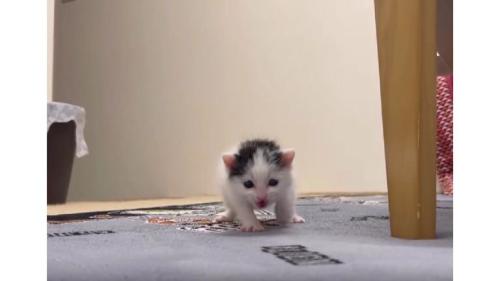 歩いている猫