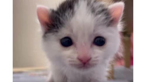 歩いている猫
