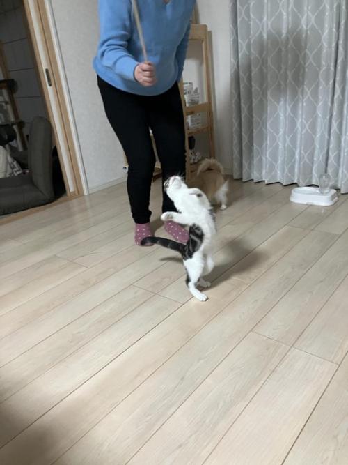猫じゃらしで遊ぶ猫