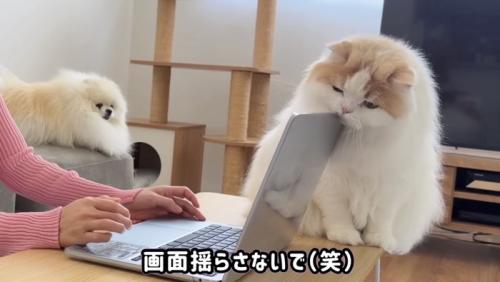 画面を揺らすレモンくん