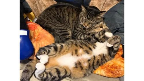 室内にいる猫