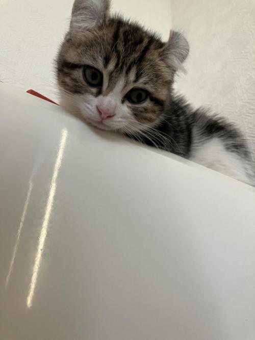 上から覗き込む猫