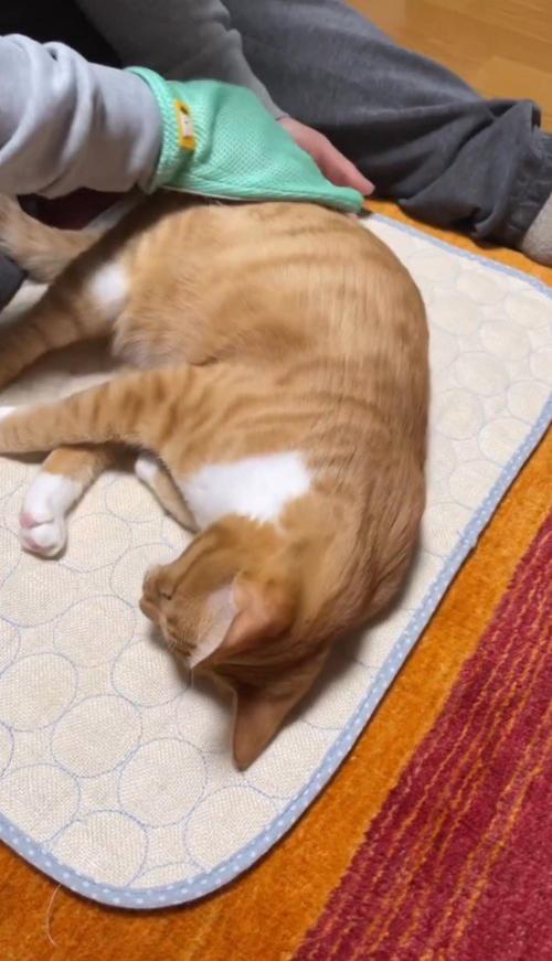 男性にグルーミングされる猫