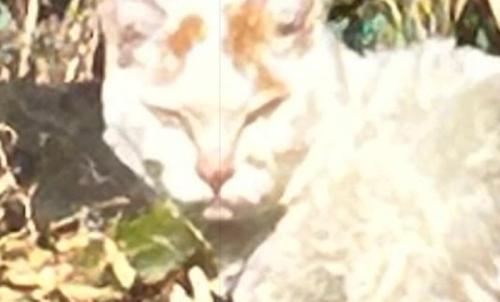 鋭い表情の猫