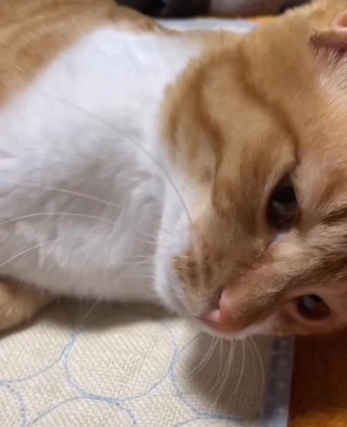 うっとりとした表情になる猫