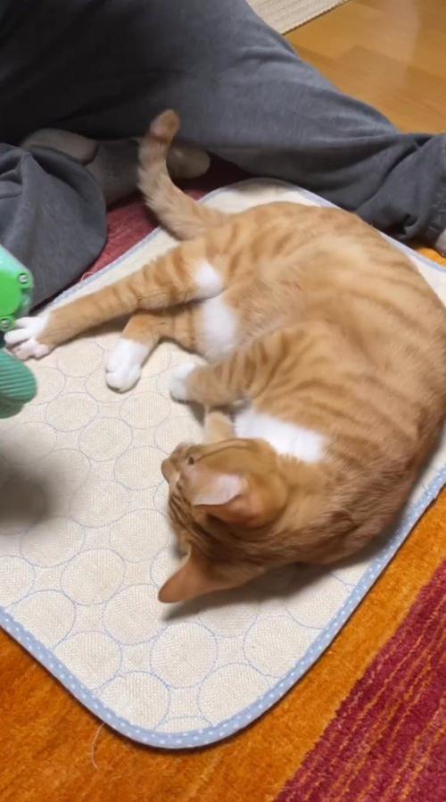 ペット用マットの上に寝転がる猫