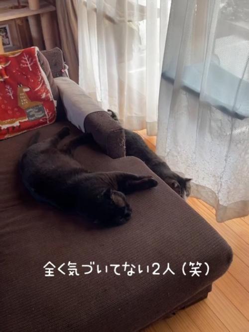 ソファーで寝ている猫