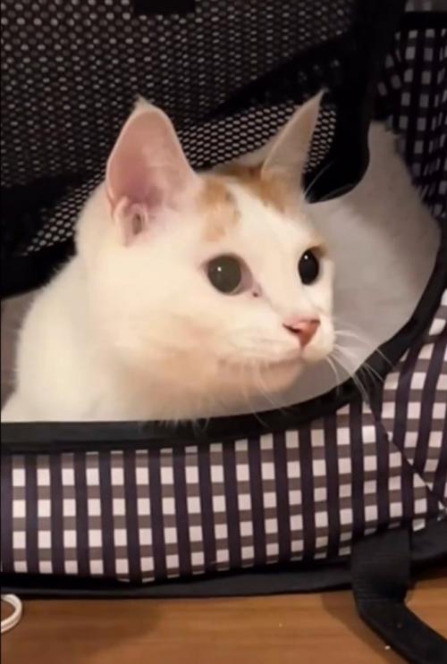空中を見つめる猫