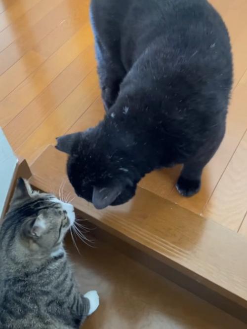 顔を近づける2匹の猫
