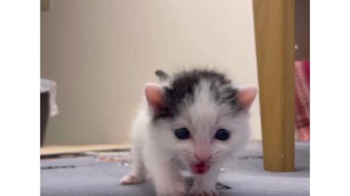 歩いている猫
