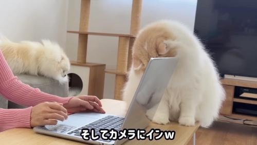 カメラへ入り込むレモンくん