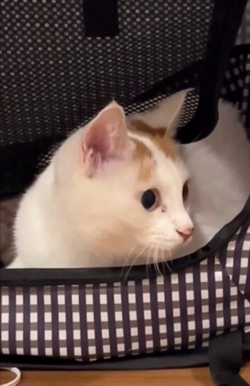現在のこめちちゃん