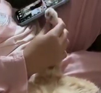 女の子に優しく握られている猫の前足