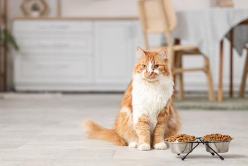 食器のそばでフードを食べずに座っている猫