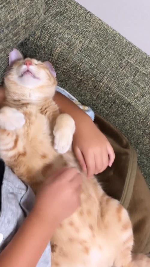 眠っている猫に近づくカメラ