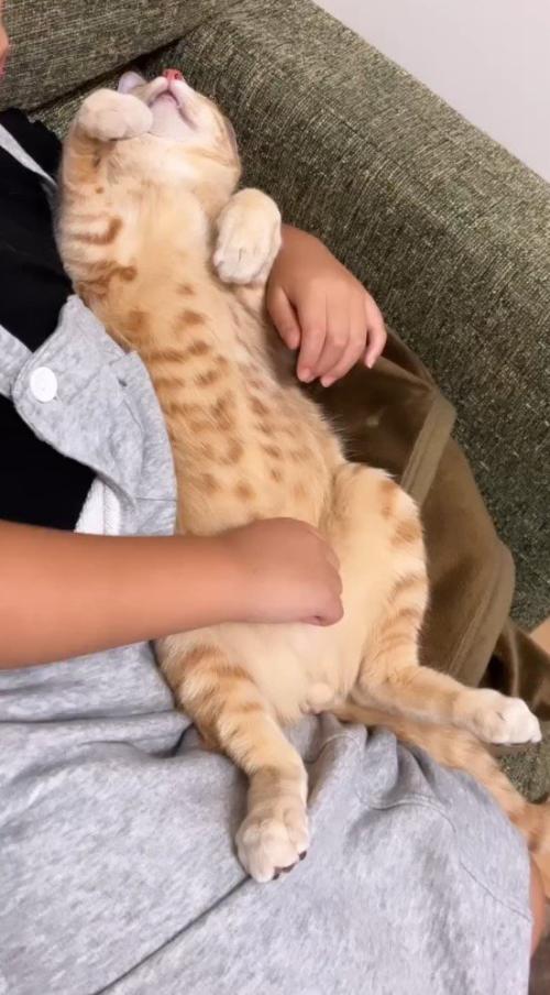 女の子の膝の上に仰向けになる猫