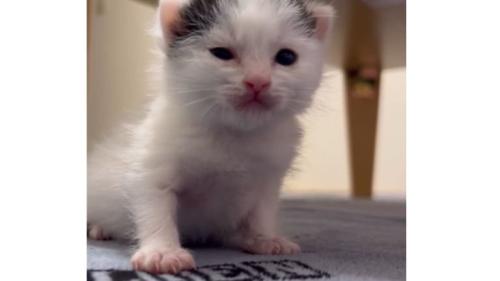 室内にいる猫