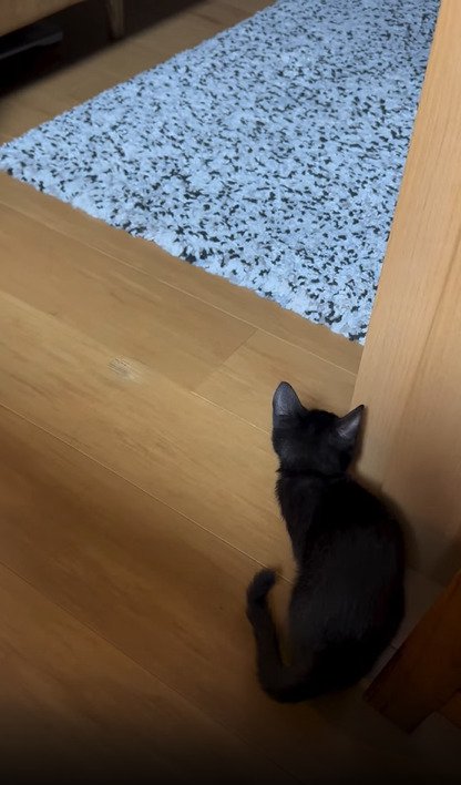 柱に隠れる子猫2