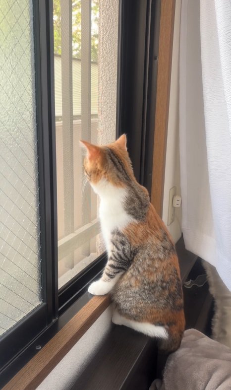 興味津々な猫