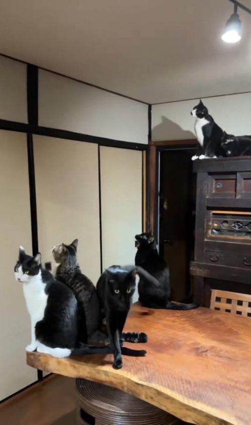 蛾を見る猫たち